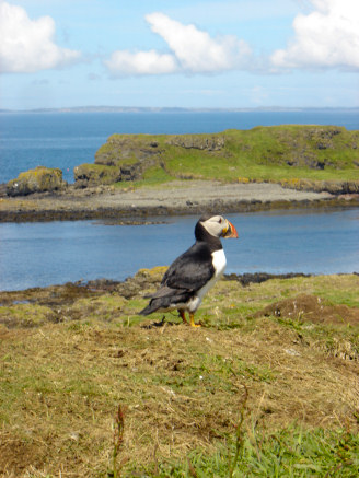 Puffin at Treshnish Isles